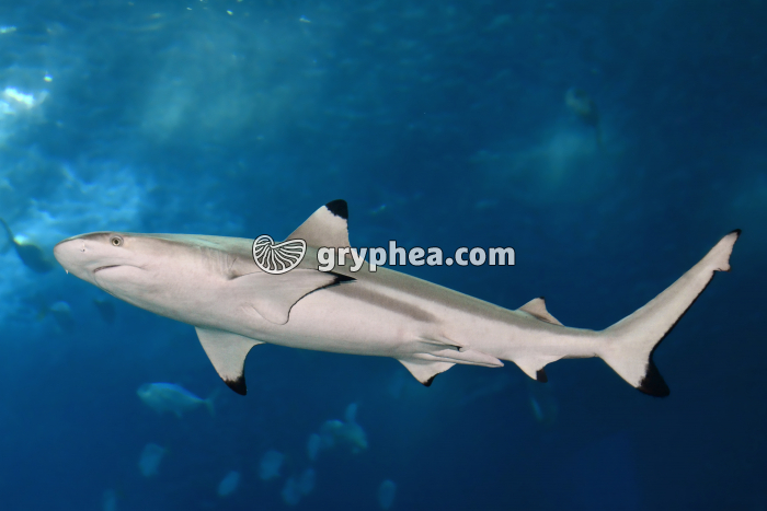Requin - gryphea.com